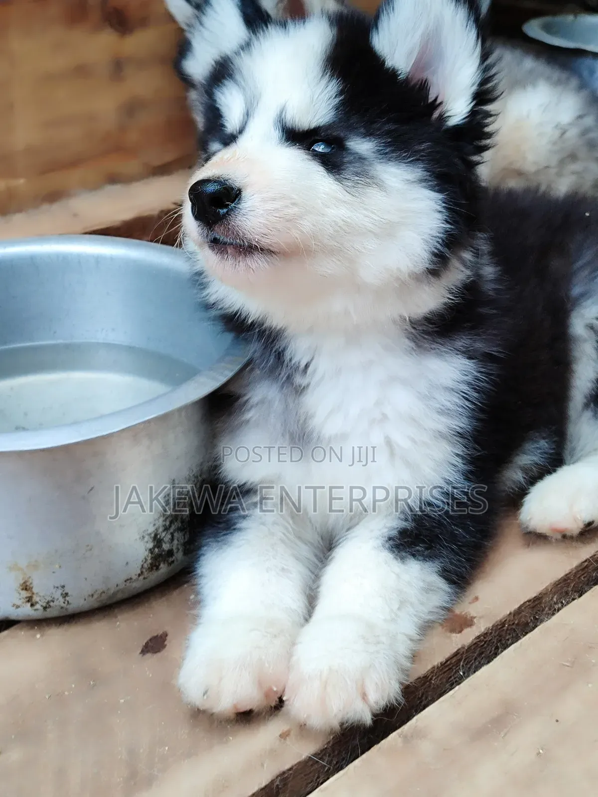 1-3 months Female Purebred Siberian Husky