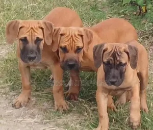 1-3 months Male Purebred Boerboel