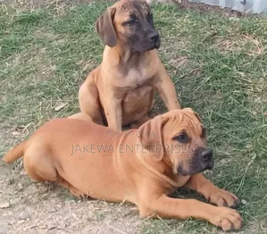 1-3 months Female Purebred Boerboel