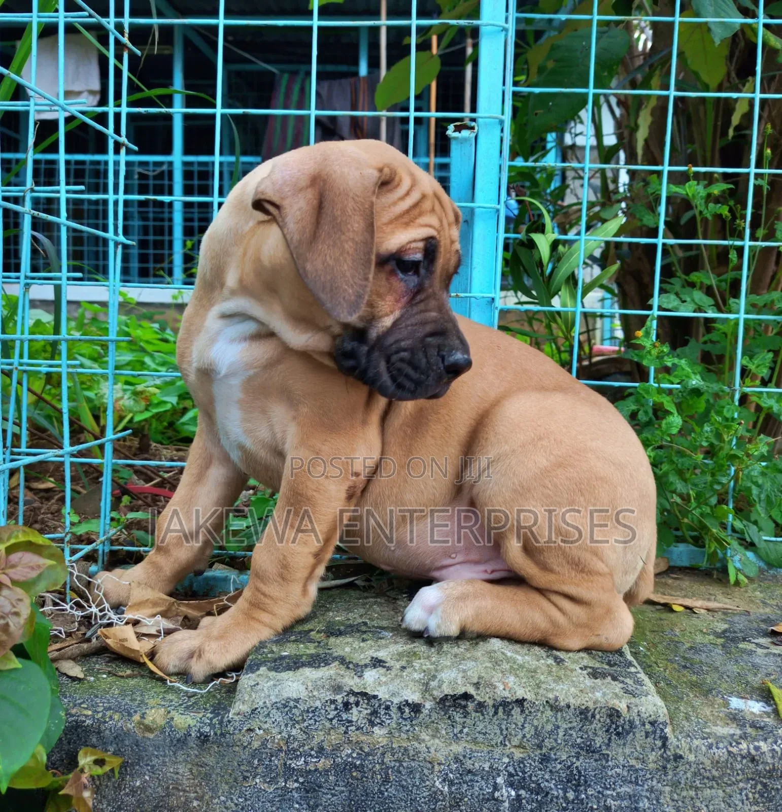 1-3 months Male Purebred Boerboel