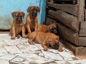 1-3 months Male Purebred Boerboel - thumbnail 2