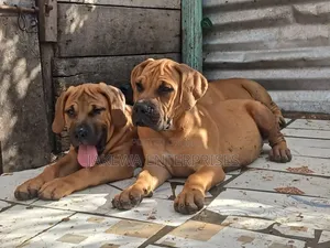 1-3 months Male Purebred Boerboel