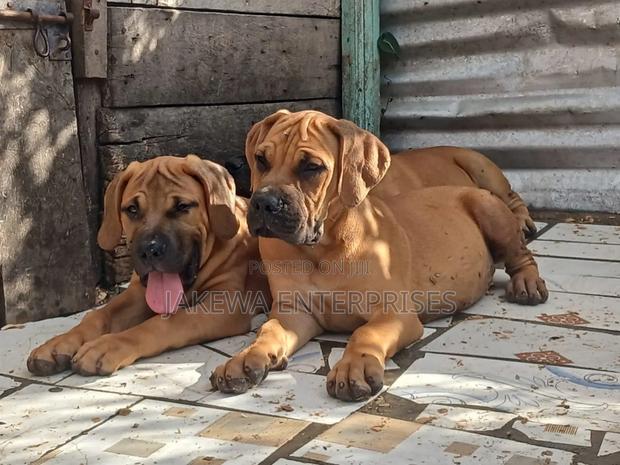 1-3 months Male Purebred Boerboel - thumbnail 3