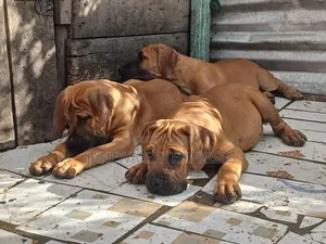 1-3 months Male Purebred Boerboel
