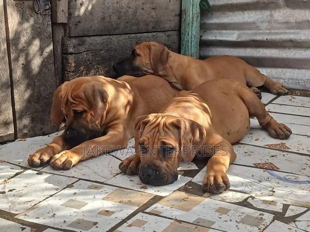 1-3 months Male Purebred Boerboel - thumbnail 4