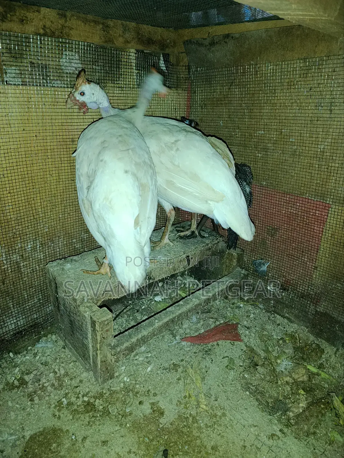Pure White Domesticated Guinea Fowl (Kanga) - Mature Pair