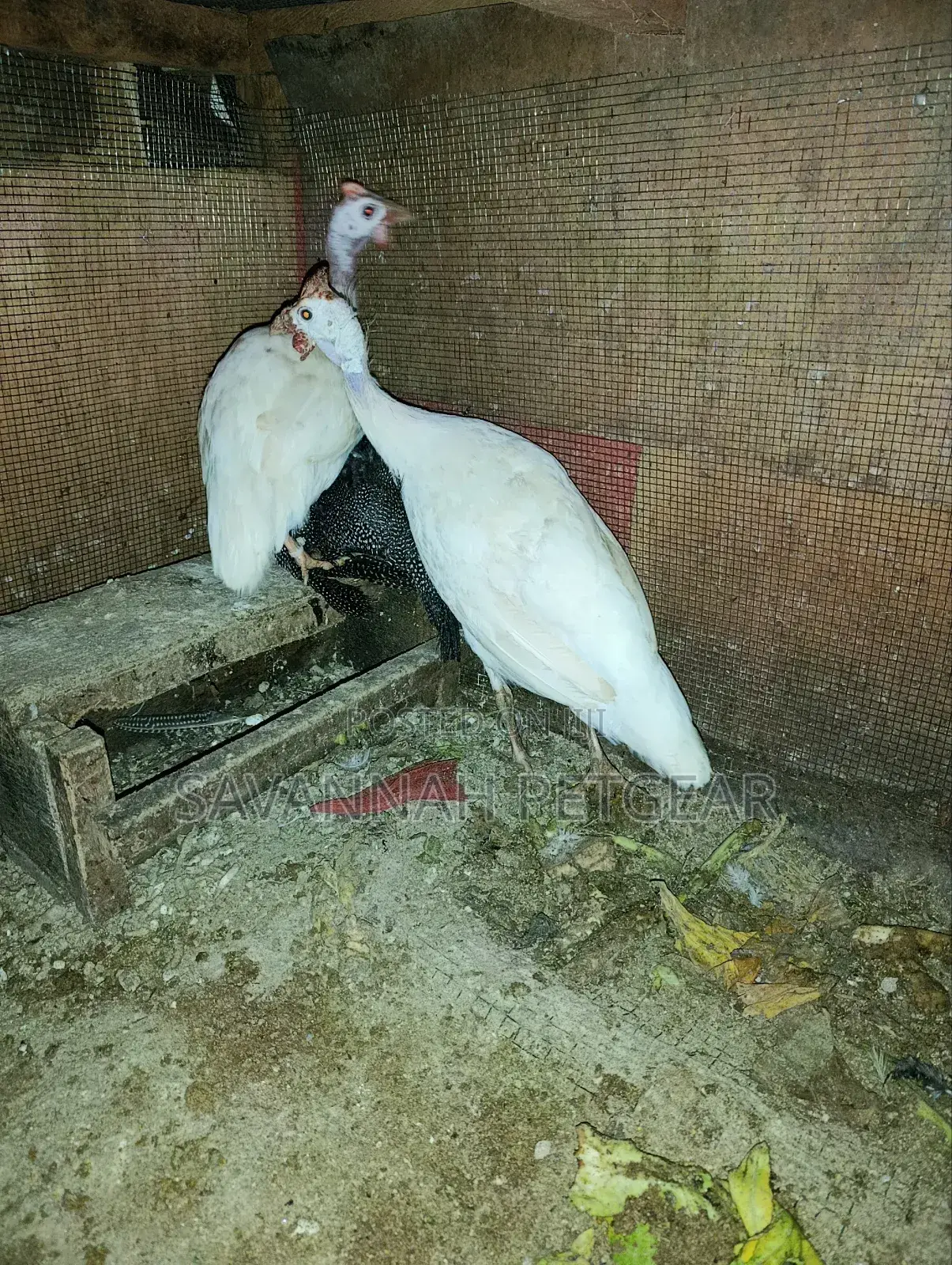 Pure White Domesticated Guinea Fowl (Kanga) - Mature Pair