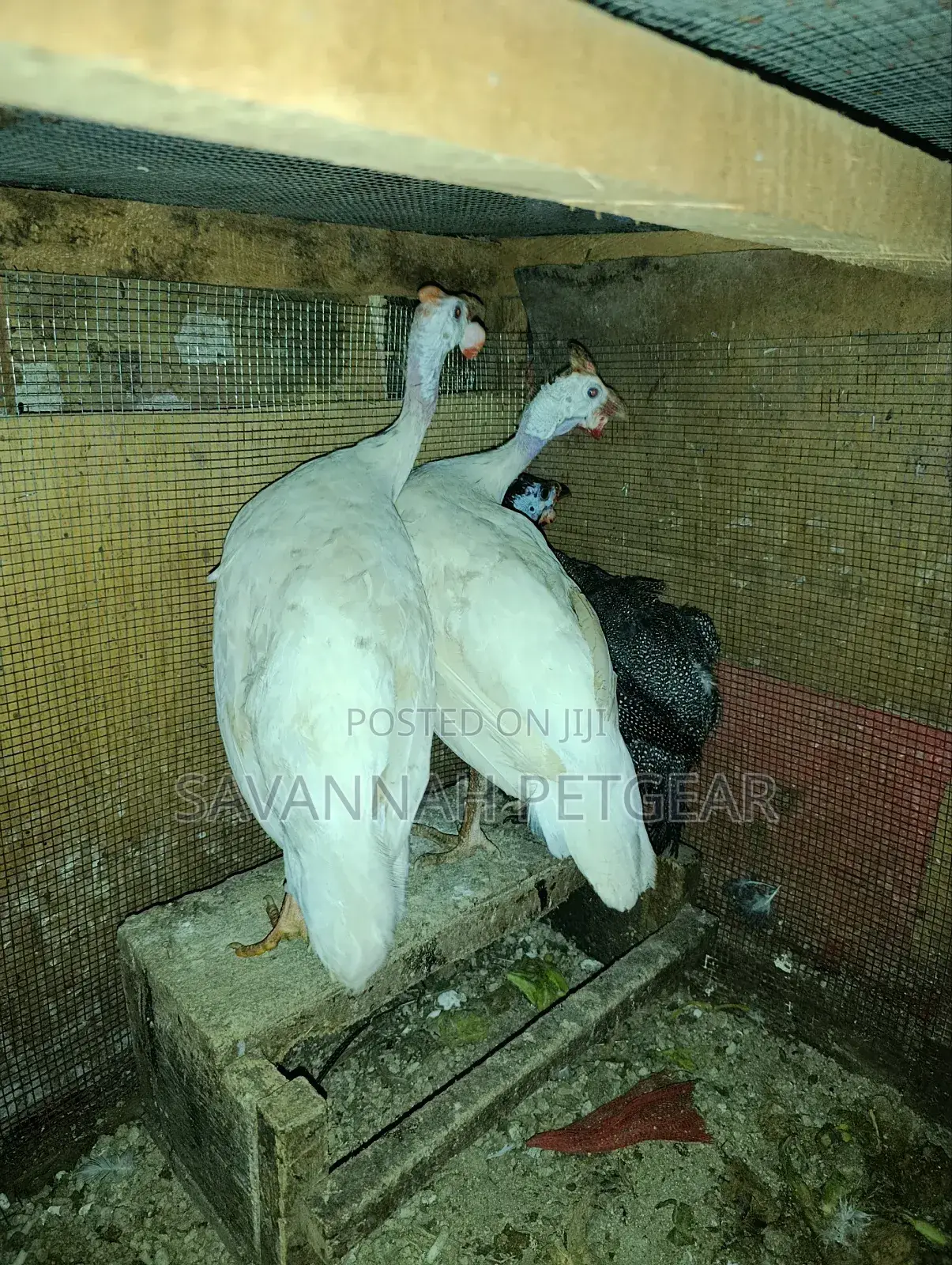 Pure White Domesticated Guinea Fowl (Kanga) - Mature Pair
