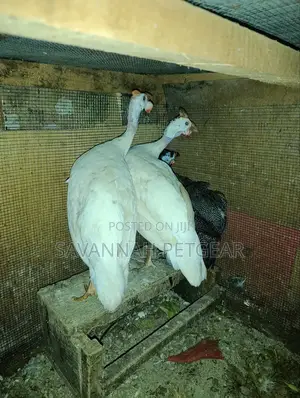Pure White Domesticated Guinea Fowl (Kanga) - Mature Pair