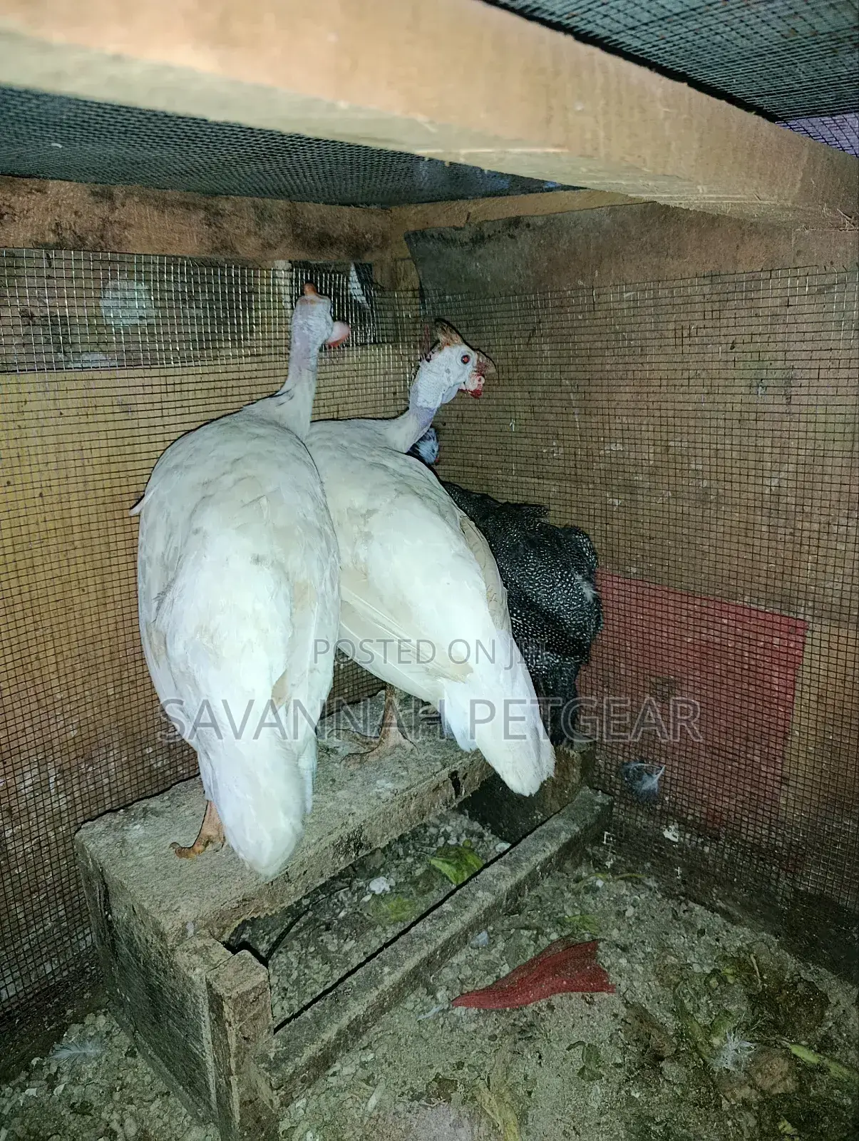 Pure White Domesticated Guinea Fowl (Kanga) - Mature Pair