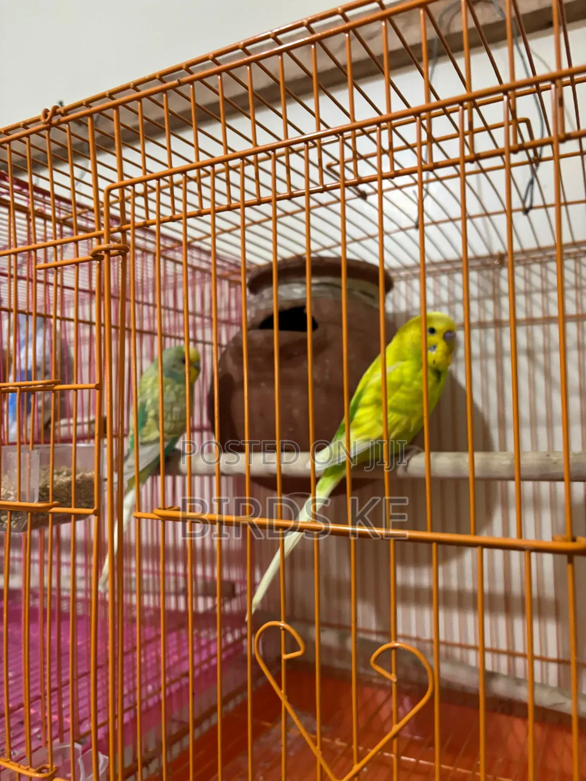 Budgies Bird