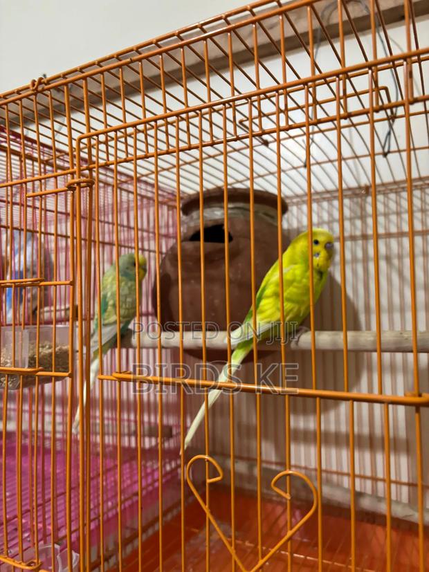 Budgies Bird - main view