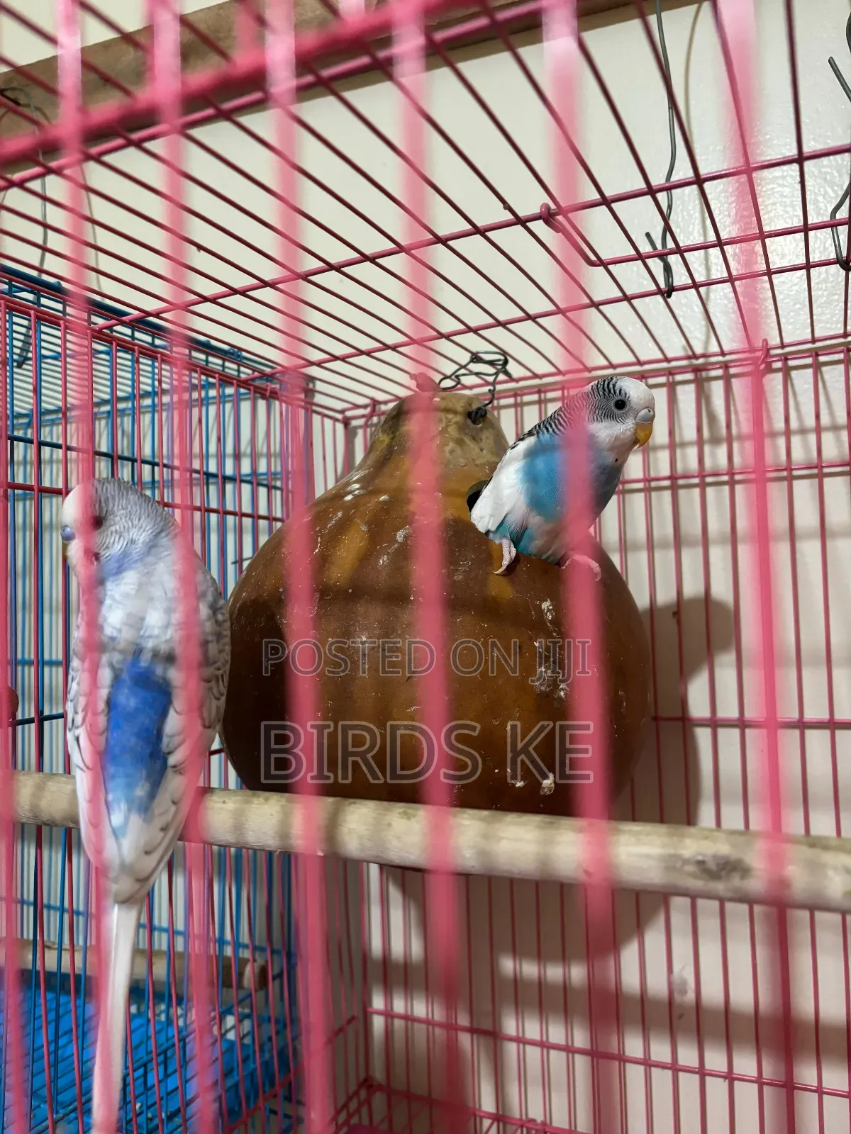Budgies Bird