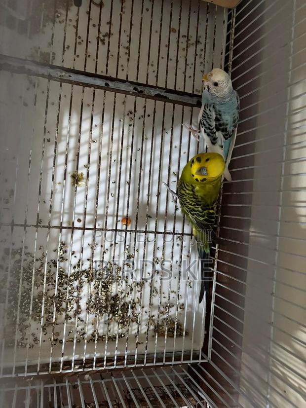 Budgies Bird - thumbnail 3