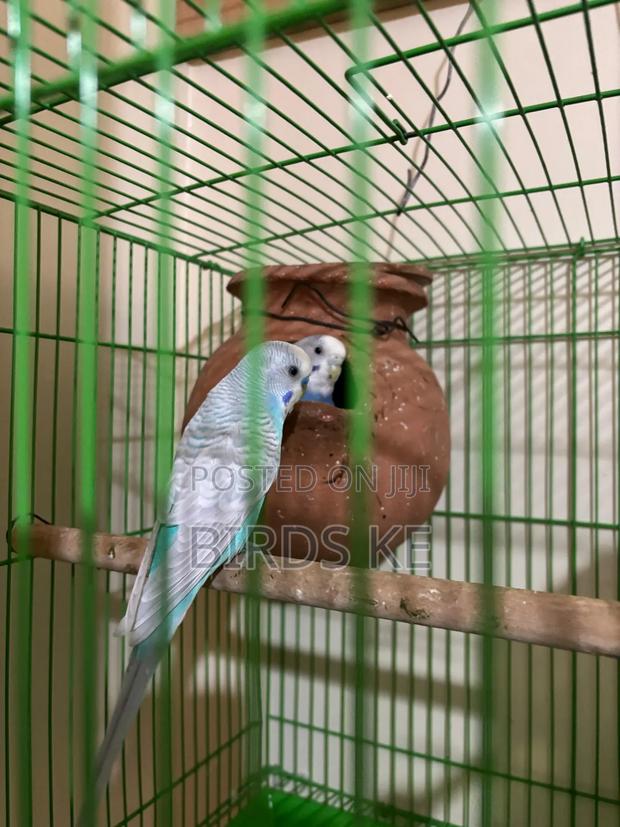Budgies Bird - thumbnail 4