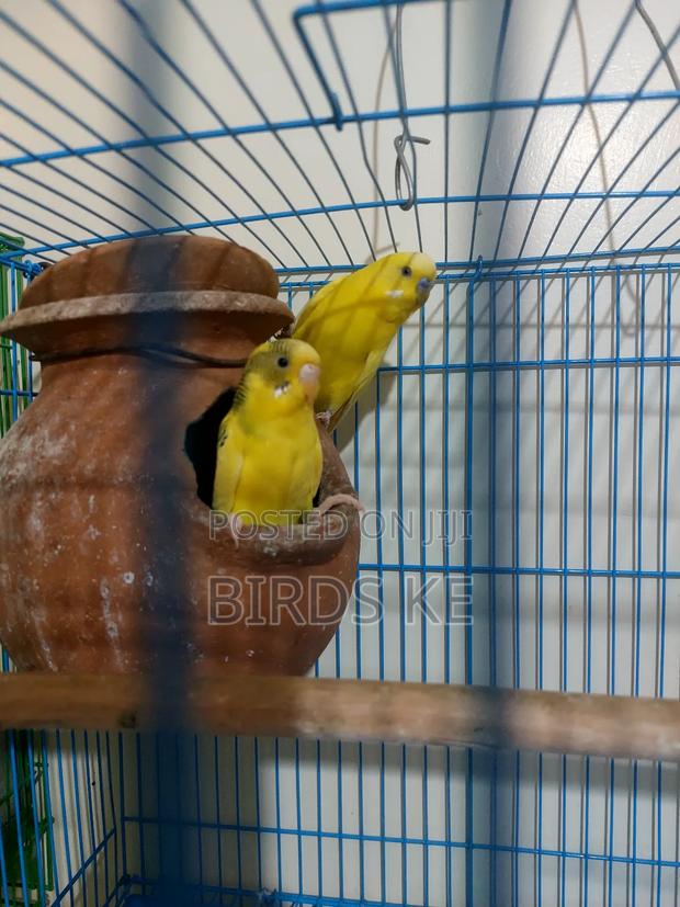 Budgies Bird - thumbnail 5