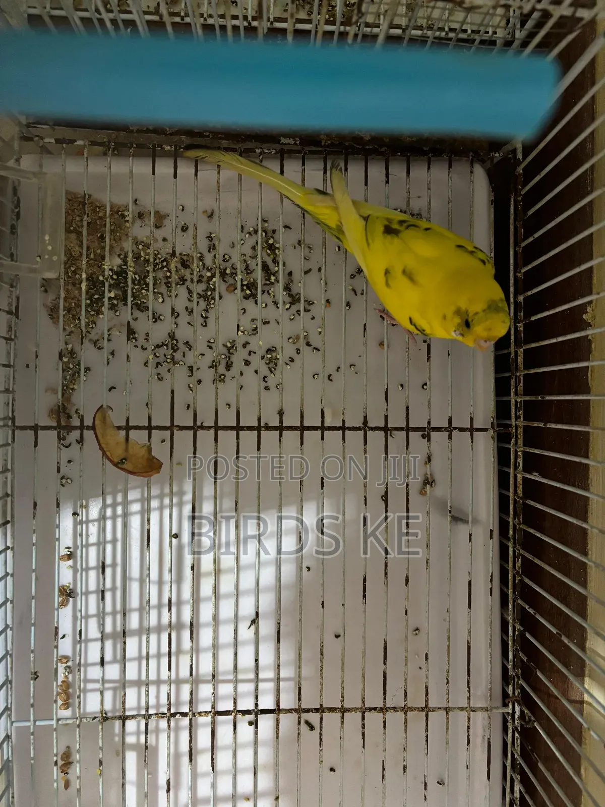 Budgies Bird