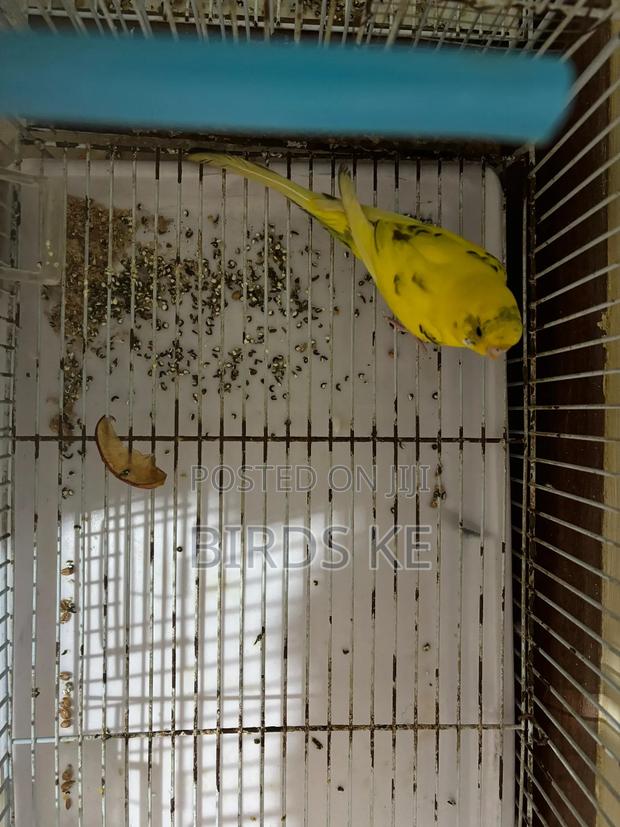 Budgies Bird - thumbnail 6