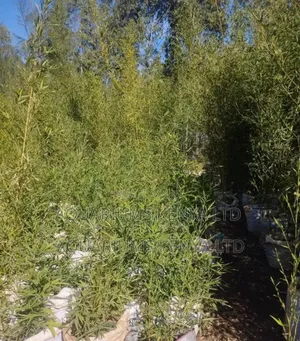 Plants For Fencing,Bamboo Plant