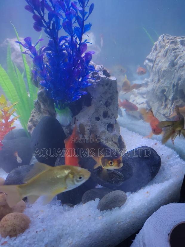 Comet Goldfish (Carassius Auratus) - main view