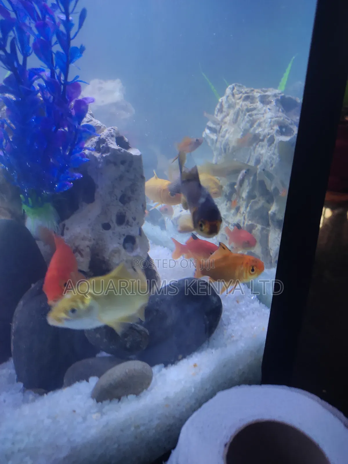 Goldfish – Beautiful, Hardy Perfect for Aquariums or Ponds
