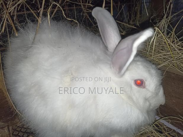 Angora Rabbits - thumbnail 6