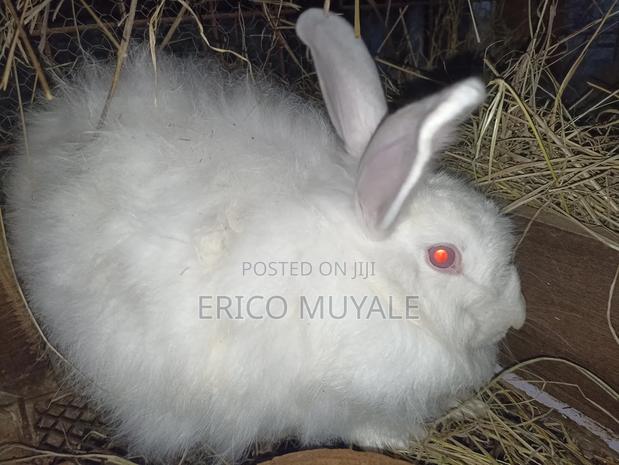 Angora Rabbits - thumbnail 8
