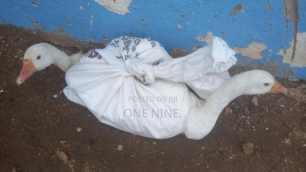 Mature Geese - thumbnail 4