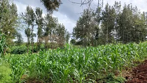 3 Acres,Makuyu,Kambiti Area,850m From Highway.