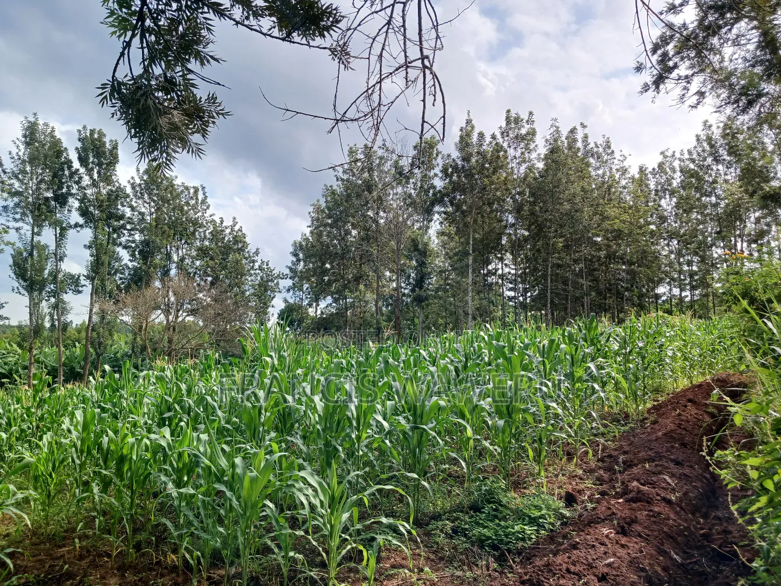 3 Acres,Makuyu,Kambiti Area,850m From Highway.