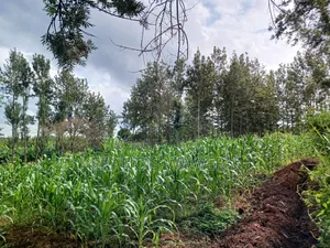 3 Acres,Makuyu,Kambiti Area,850m From Highway.