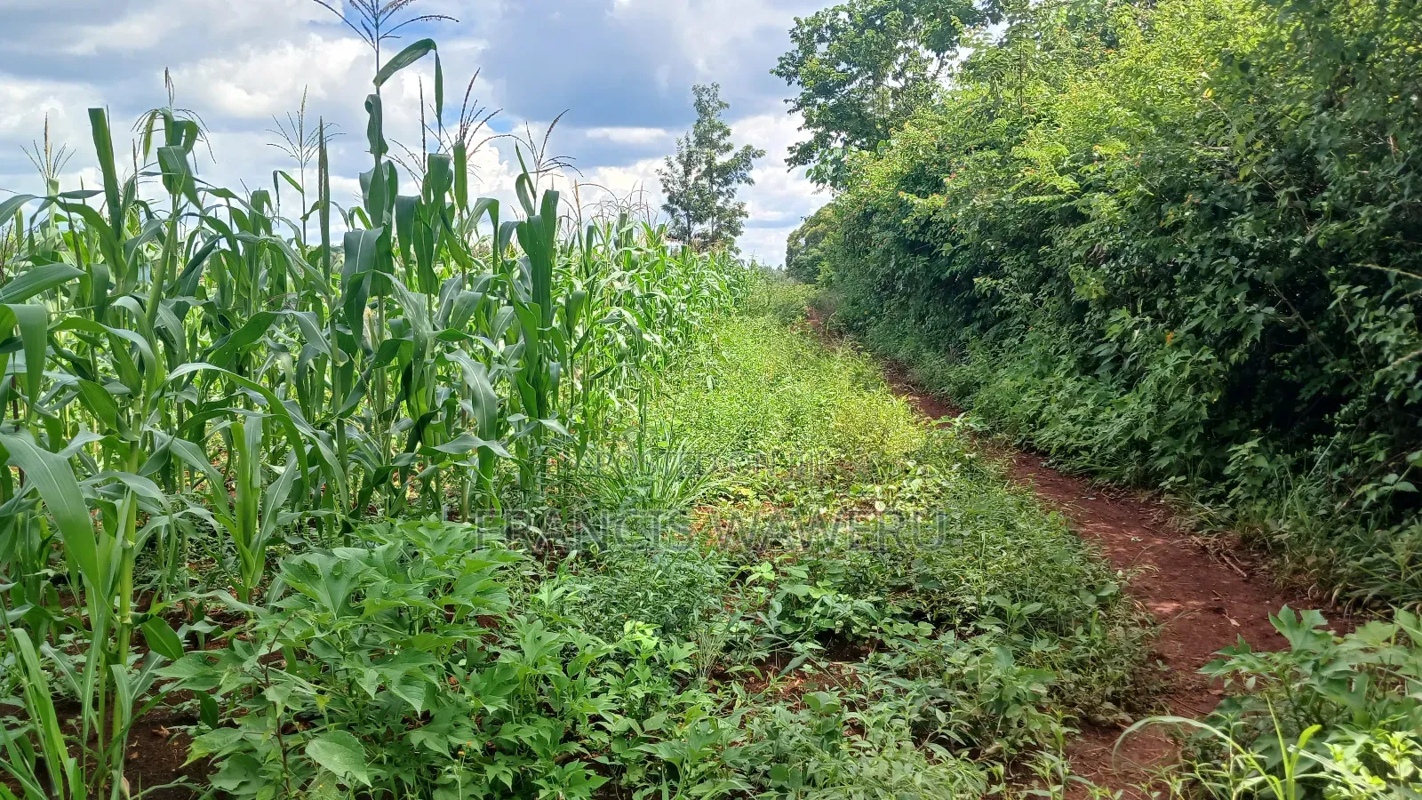 3 Acres,Makuyu,Kambiti Area,850m From Highway.