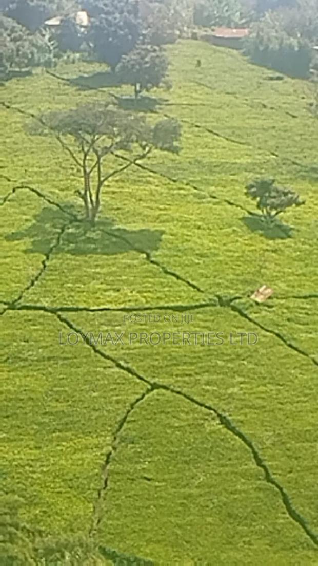 11 Acres Near Gituru Boys Muranga With Tea and Avocado Trees - main view