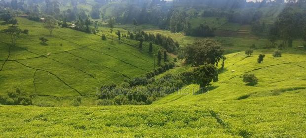 11 Acres Near Gituru Boys Muranga With Tea and Avocado Trees - thumbnail 2