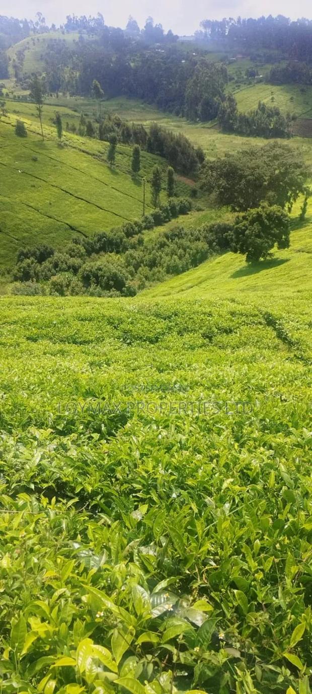 11 Acres Near Gituru Boys Muranga With Tea and Avocado Trees - thumbnail 4