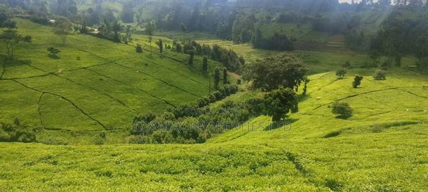 11 Acres Near Gituru Boys Muranga With Tea and Avocado Trees - thumbnail 5