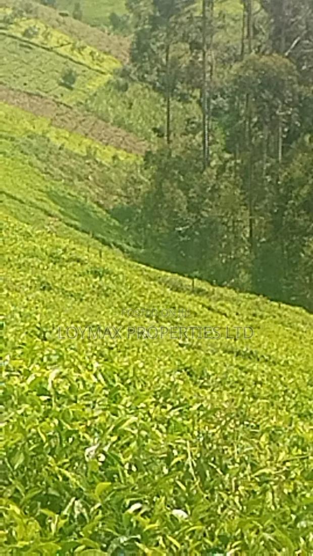 11 Acres Near Gituru Boys Muranga With Tea and Avocado Trees - thumbnail 7