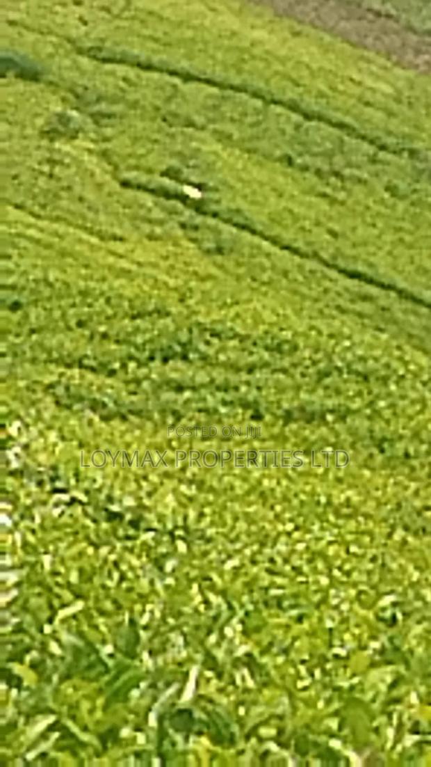 11 Acres Near Gituru Boys Muranga With Tea and Avocado Trees - thumbnail 8