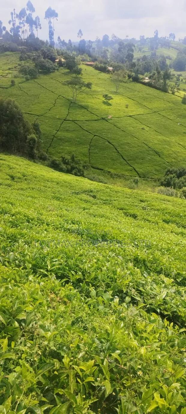 11 Acres Near Gituru Boys Muranga With Tea and Avocado Trees - thumbnail 9