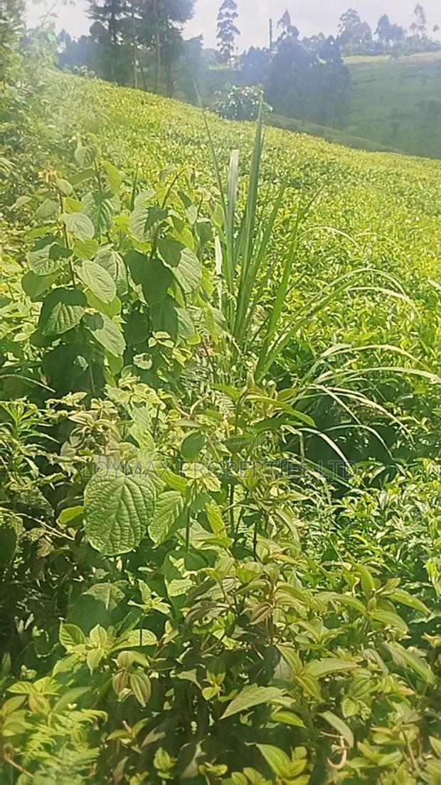 11 Acres Near Gituru Boys Muranga With Tea and Avocado Trees - thumbnail 10