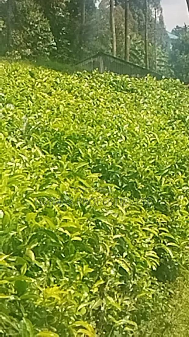 11 Acres Near Gituru Boys Muranga With Tea and Avocado Trees - thumbnail 11