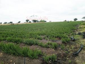 Kajiado/ Loitokitok Road - thumbnail 2