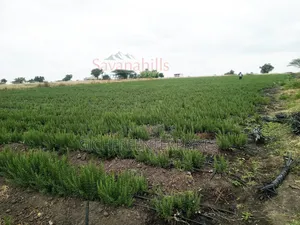 Kajiado/ Loitokitok Road