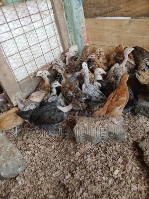 3 Months Old Pure Kienyeji Chicks Looking for New Homes
