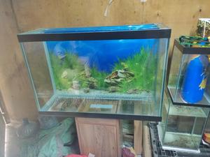 Lush, Classy , and an Eye Catch Aquarium, Perfect Aquarium - thumbnail 2