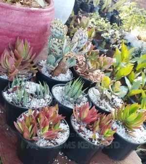 Indoor Succulent Plants