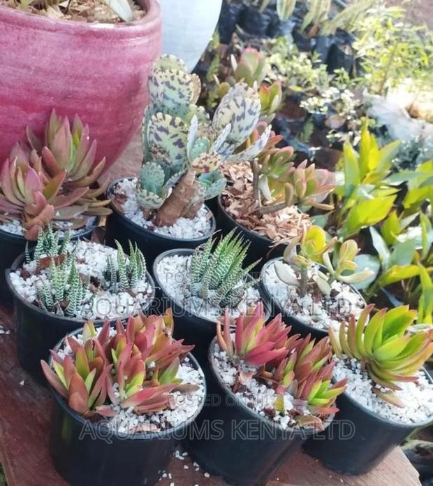 Indoor Succulent Plants - main view