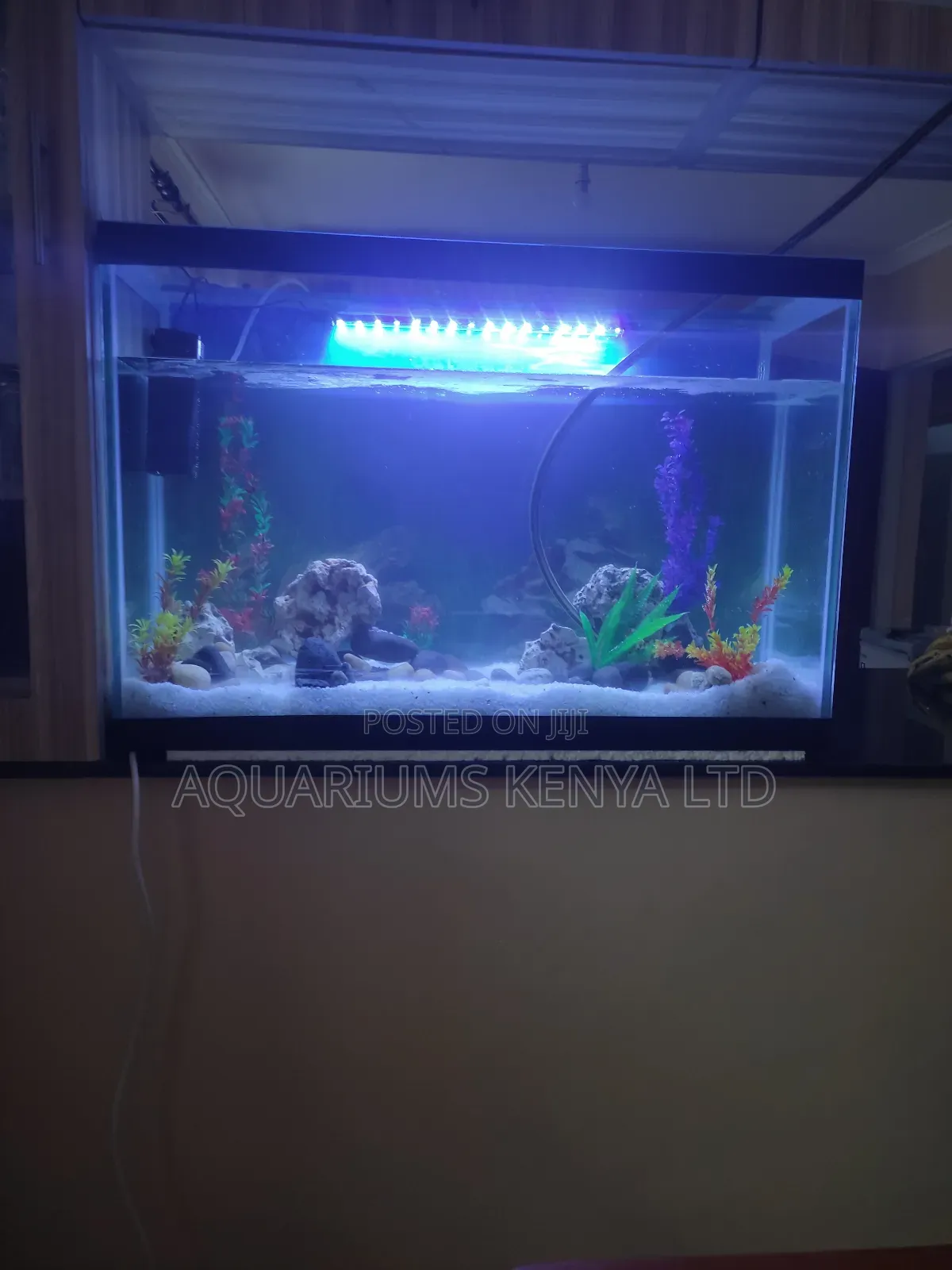 You Need Professional Aquarium Maintenance?