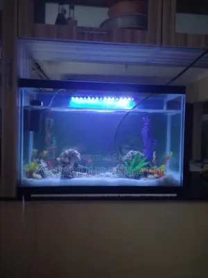 Best Professional Aquarium Maintenance Service