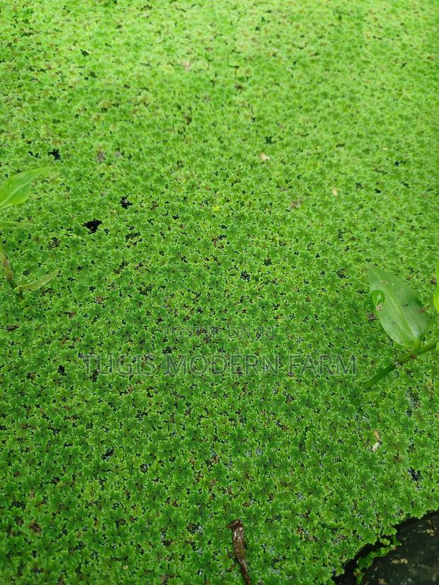 Azolla For Pond Propagation -2000ml Container - main view